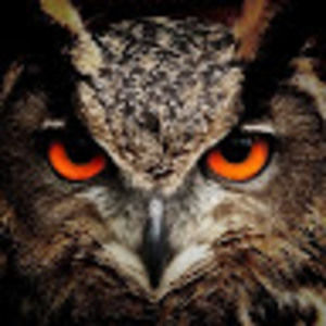 Meet your Posher, Isabelle